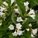 Picture of Weigela Snowflake