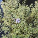 Picture of Westringia Lilac n Lace