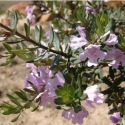 Picture of Westringia Naringa