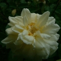 Picture of White Cecile Brunner-Rose