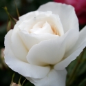 Picture of White Romance Std 45cm-Rose