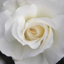 Picture of White Romance-Rose