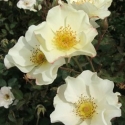 Picture of White Sparrieshoop-Rose