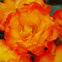 Picture of Wild Cat Std Pillar-Rose