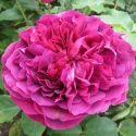 Picture of William Shakespeare 2000-Rose