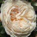 Picture of Windermere-Rose