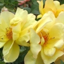 Picture of Windrush-Rose