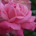 Picture of Wise Woman Std 80cm-Rose