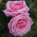 Picture of Wise Woman-Rose