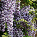 Picture of Wisteria Black Dragon Std