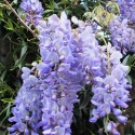 Picture of Wisteria Blue Sapphire