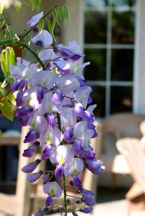 Picture of Wisteria Cascade