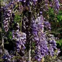 Picture of Wisteria Lavender Lace