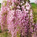 Picture of Wisteria Pink Ice
