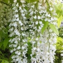 Picture of Wisteria Snow Showers