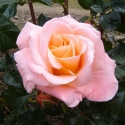 Picture of With Love-Rose