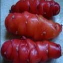 Picture of Yam Red
