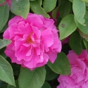 Picture of Zephirine Drouhin Clg-Rose