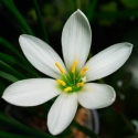 Picture of Zephyranthes Candida