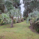 Beachtrees