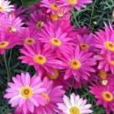 Click for Perennials/Daisy