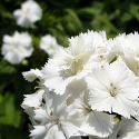 Click for Perennials/Dianthus_and_Carnation