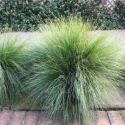 Click for Perennials/Ornamental Grasses and Sedges