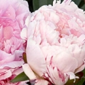 Click for Peony