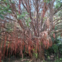 pohutakawa
